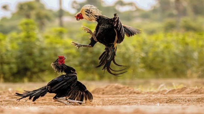 Mẹo Tăng Tỷ Lệ Thắng Khi Chơi Đá Gà 13WIN