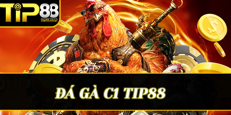 Đá gà C1 Tip88: Nơi những chiến kê huyền thoại hội tụ và khát vọng xưng vương
